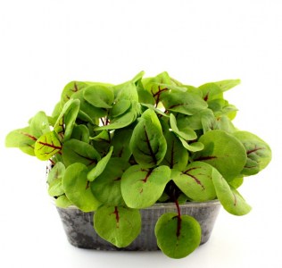 stavel red veined v miske